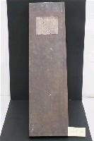 藏品(白背櫟)的圖片